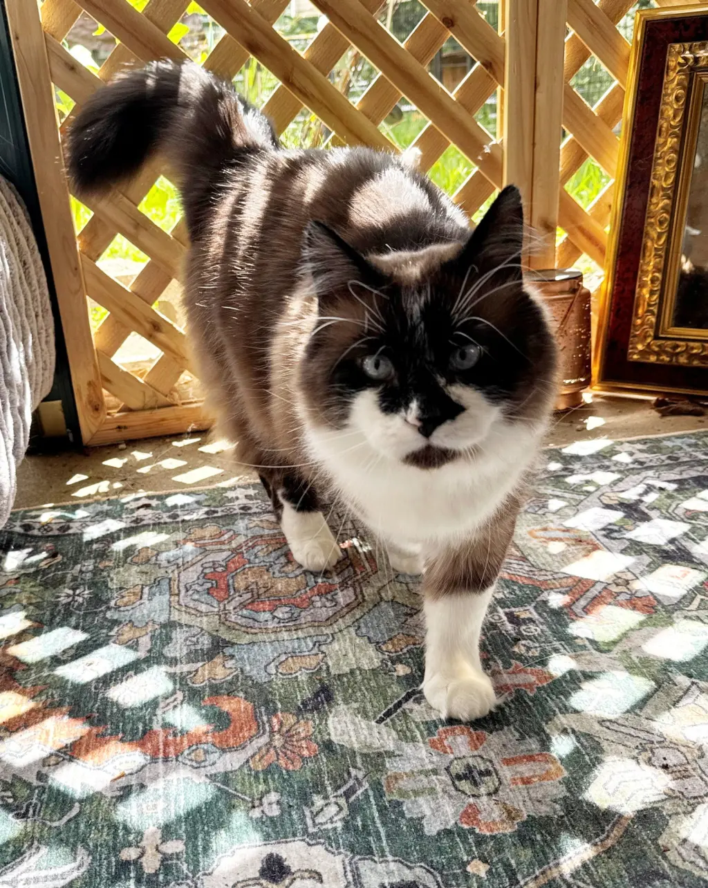 HUBIE #2057 - Offered by Owner - Siamese Mix
