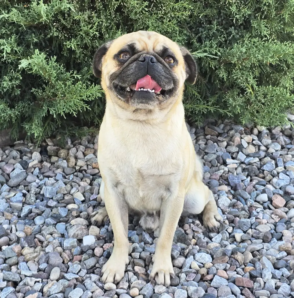 Ridiculously CUTE Runyon ~ House Pug