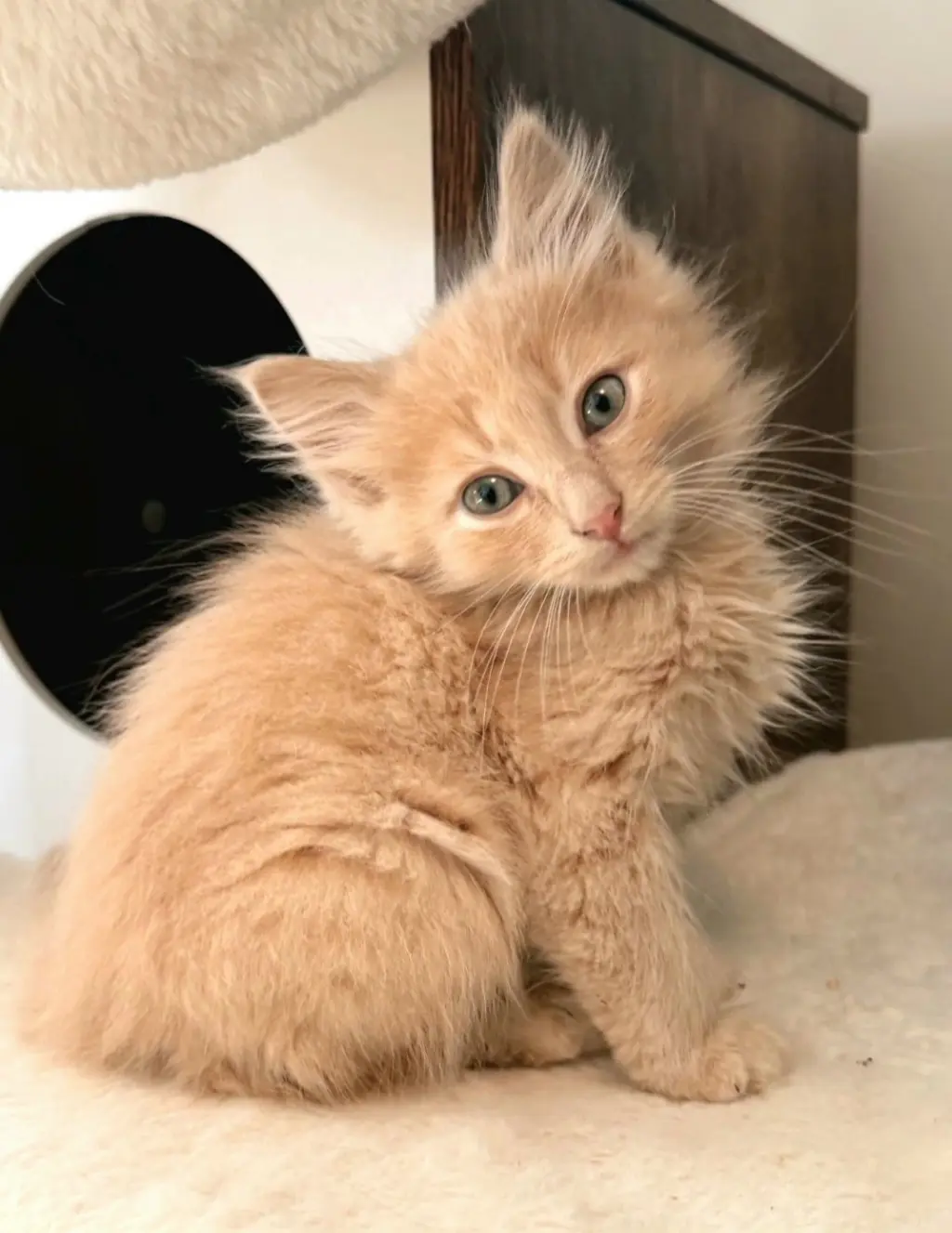 Biscuit