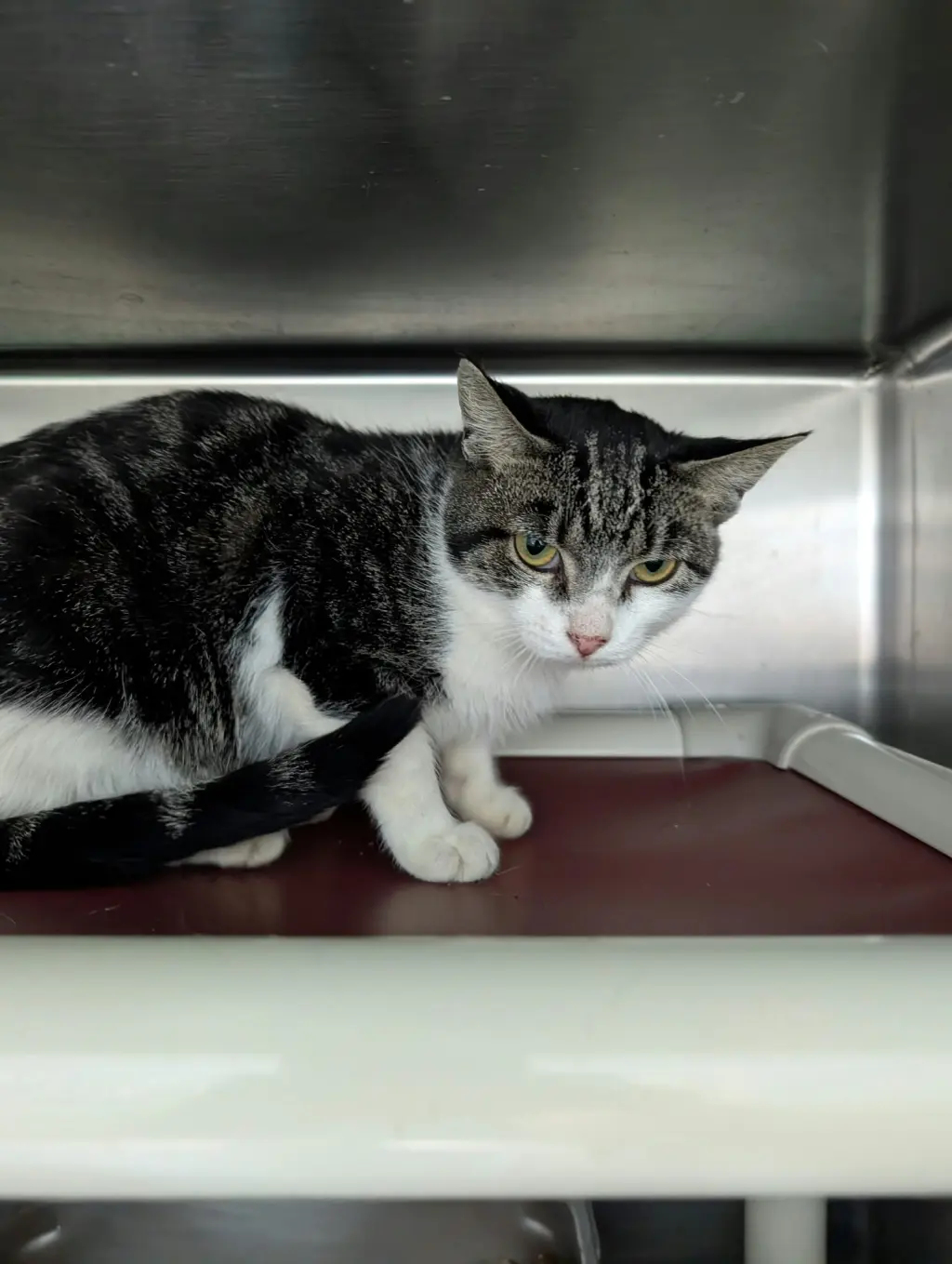 Caesar: At shelter