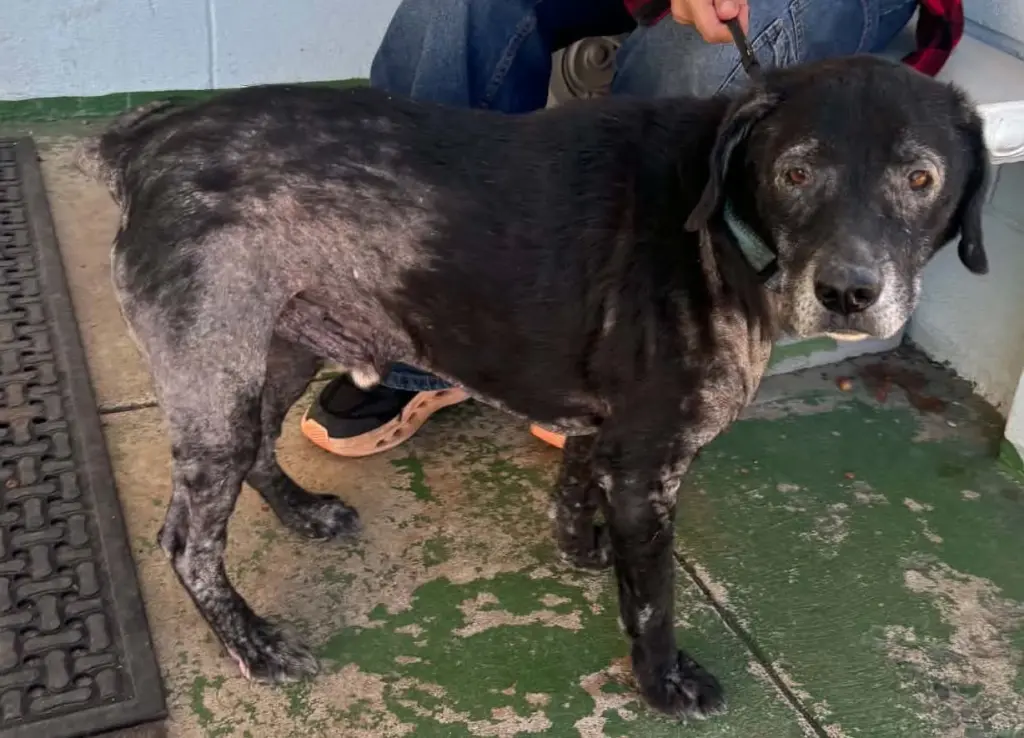 Rico - At shelter