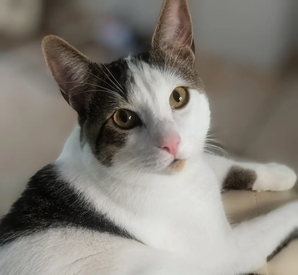 Snickers- foster home