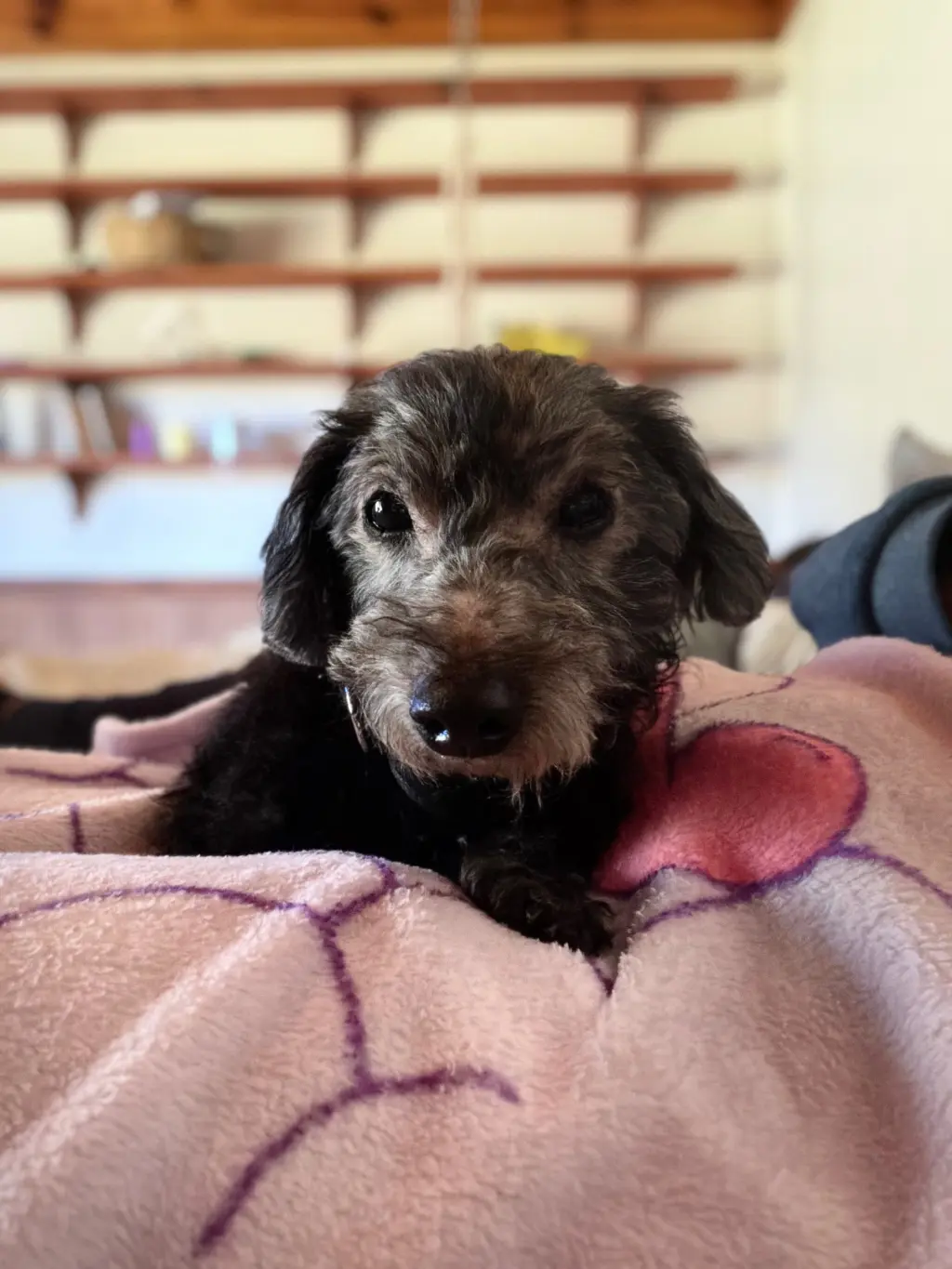 Sammie