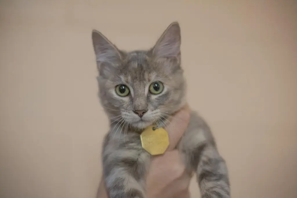 Willow