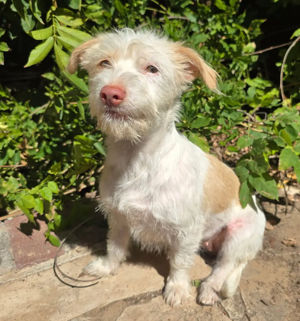 Fabulously FUN Lil Mr Fuzzy ~ Westiepoo