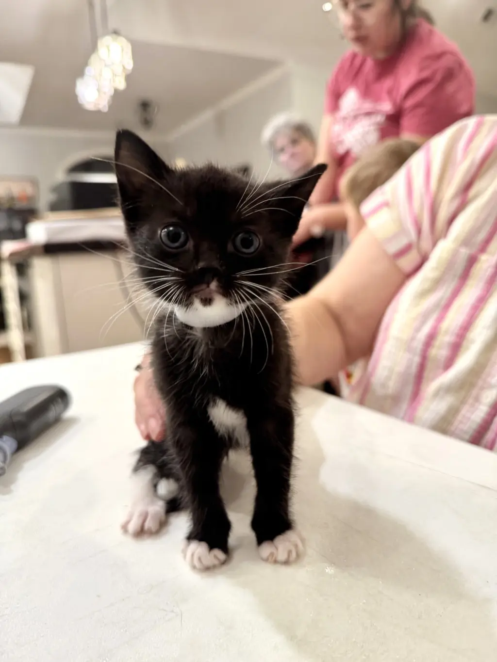 George Lopez (Available for pre-adoption)