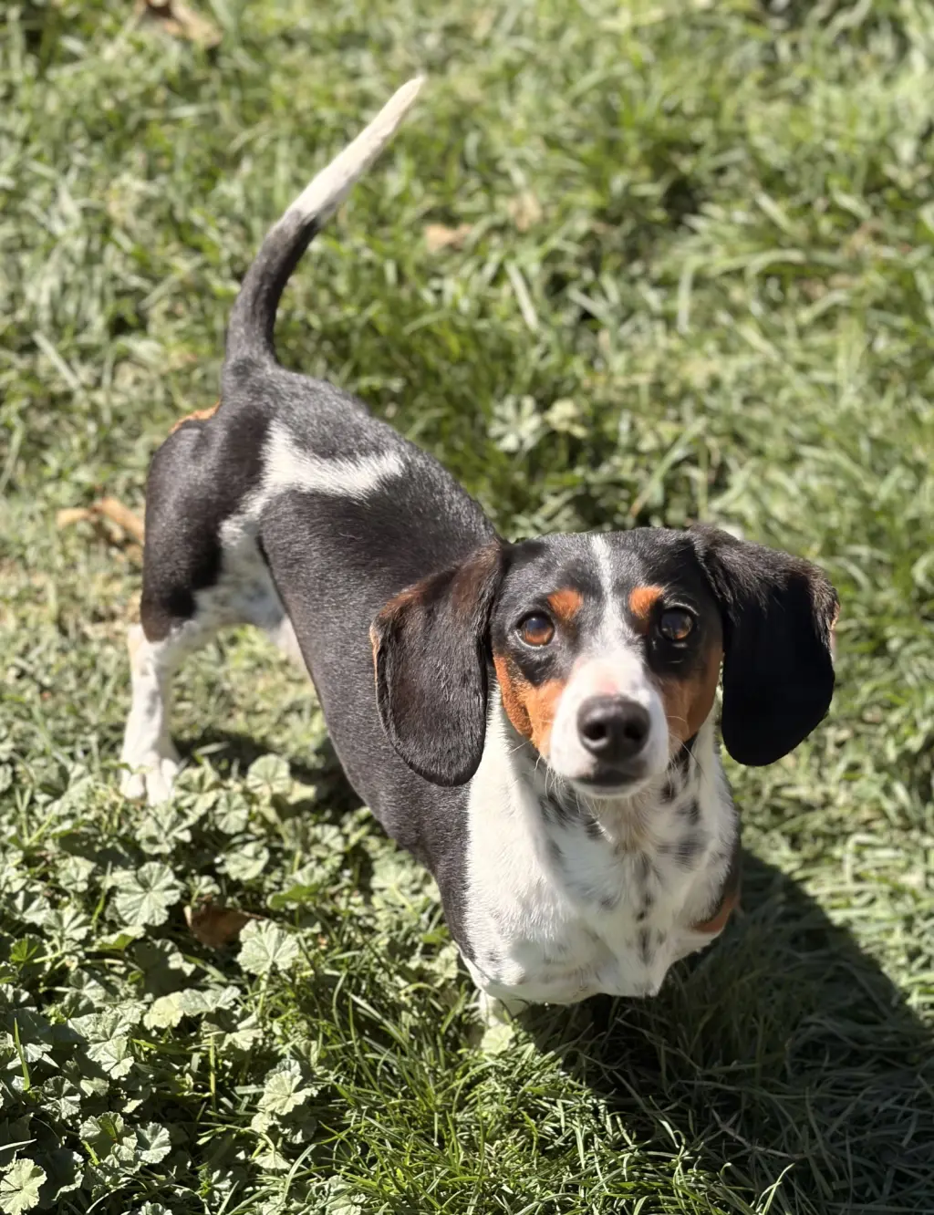 Belli