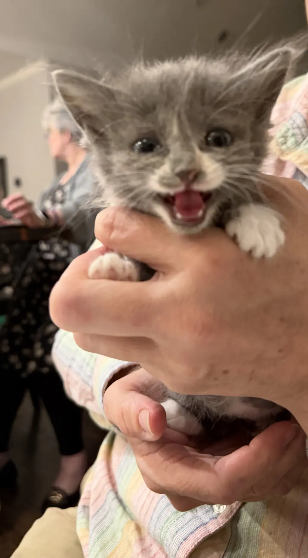 Greta (Available for pre-adoption)