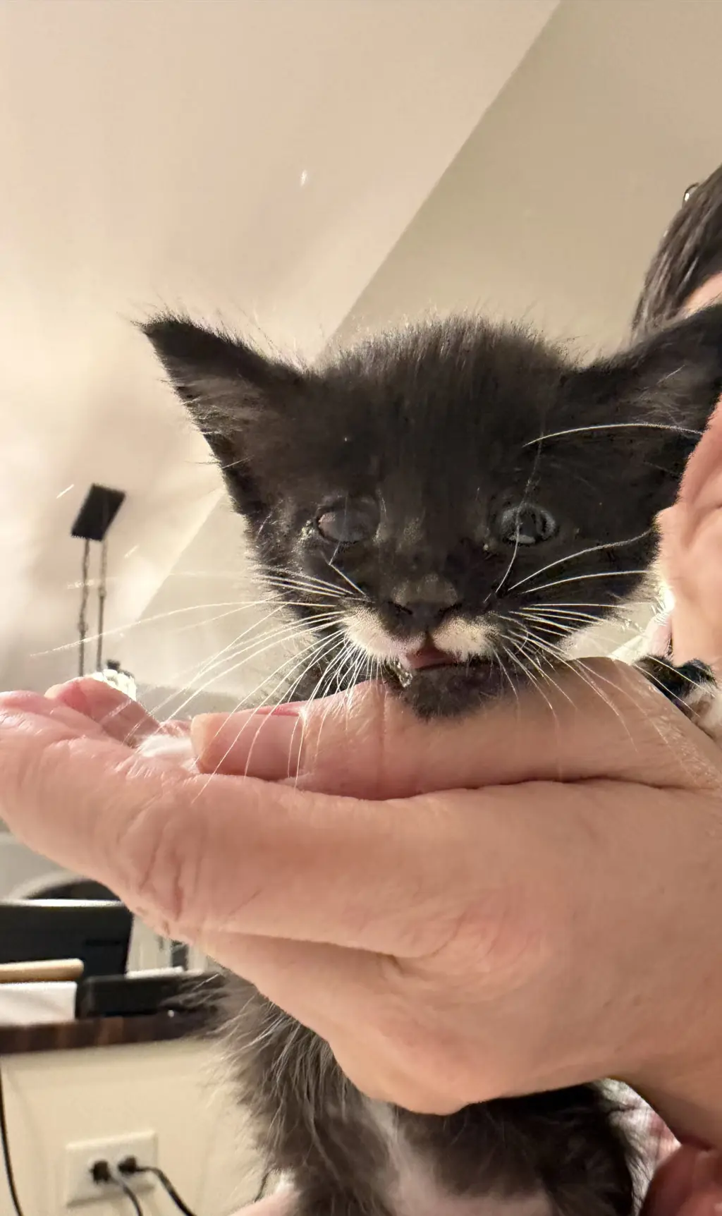 Groucho (Available for pre-adoption)