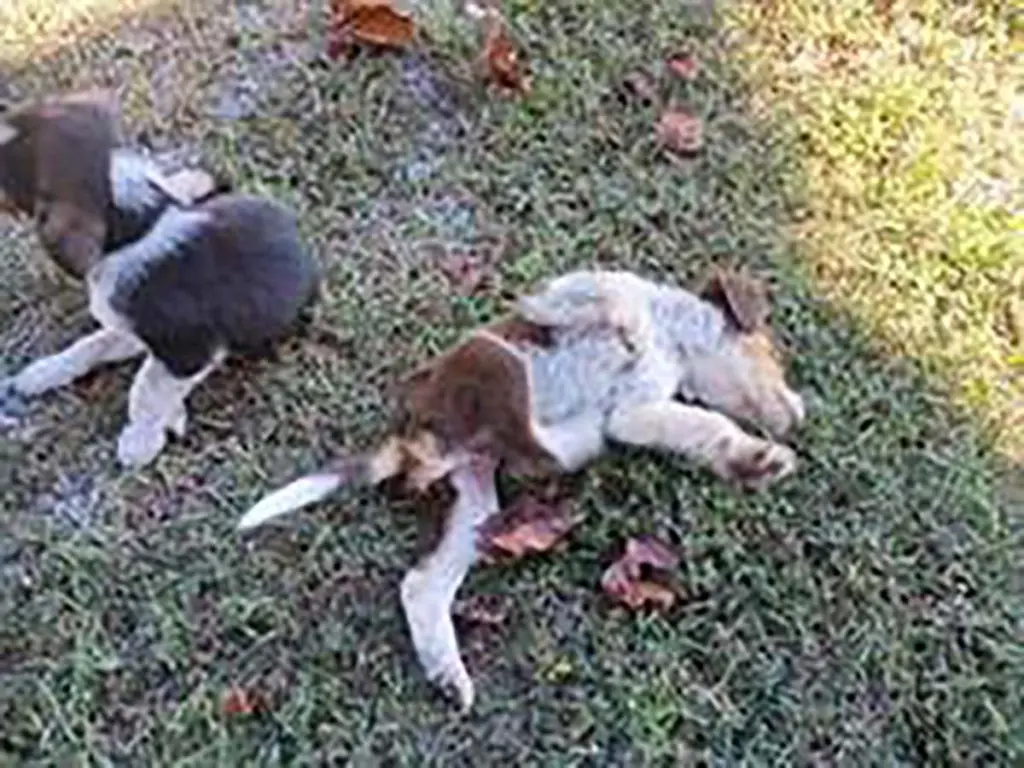 Aussomes Pup 3