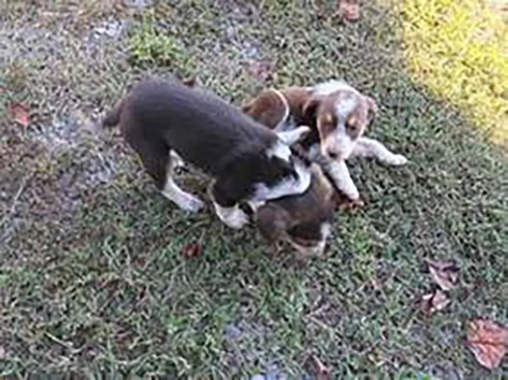 Aussomes Pup 2