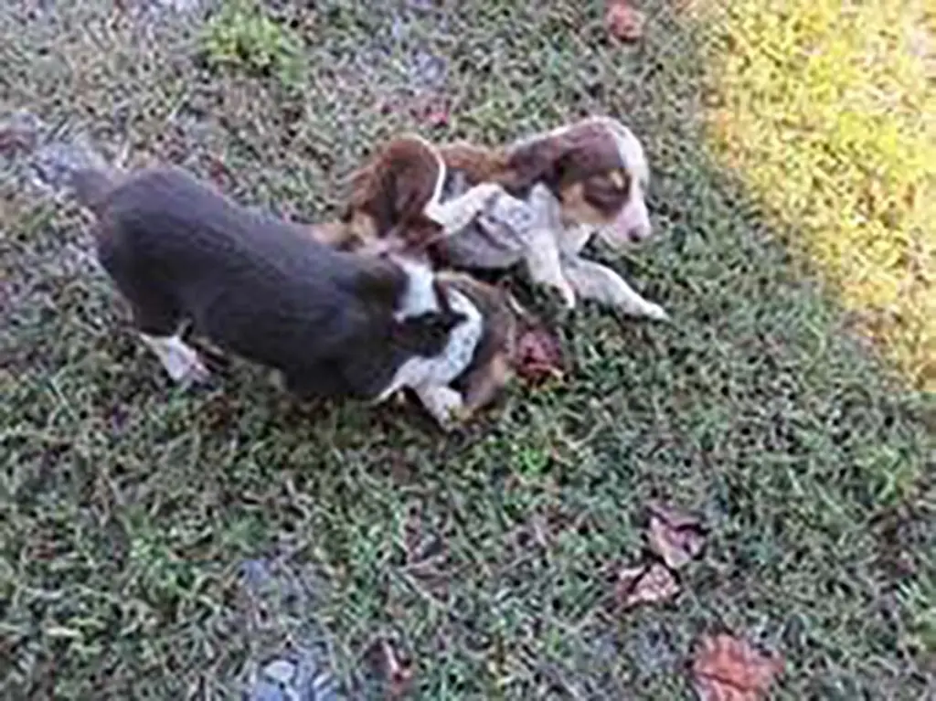 Aussomes Pup 1