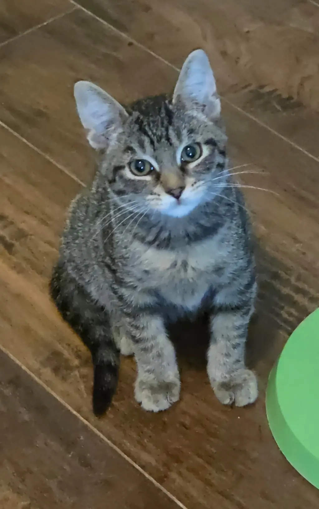 A Pip Crew (Available for pre-adoption)