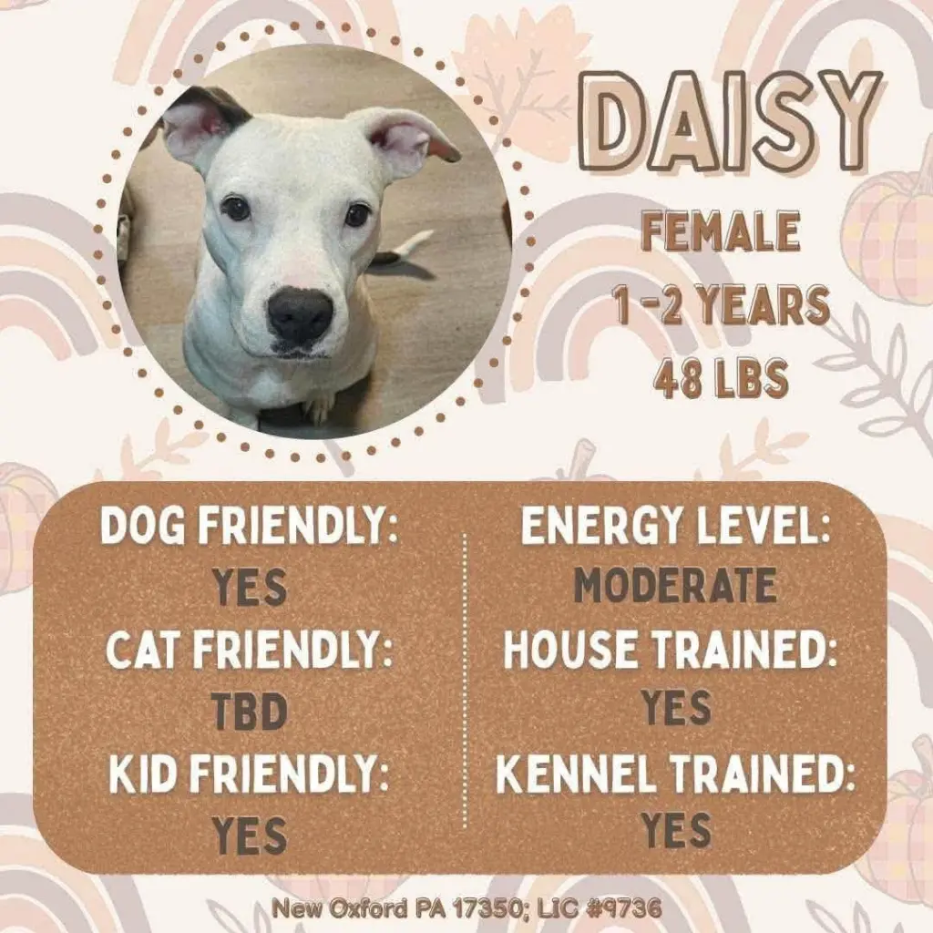 Daisy