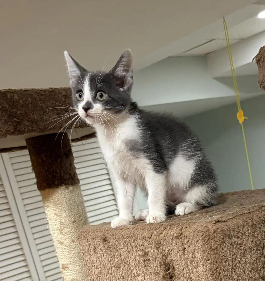 Bunny, Willow Grove Area, (FCID 10/14/2026-121)