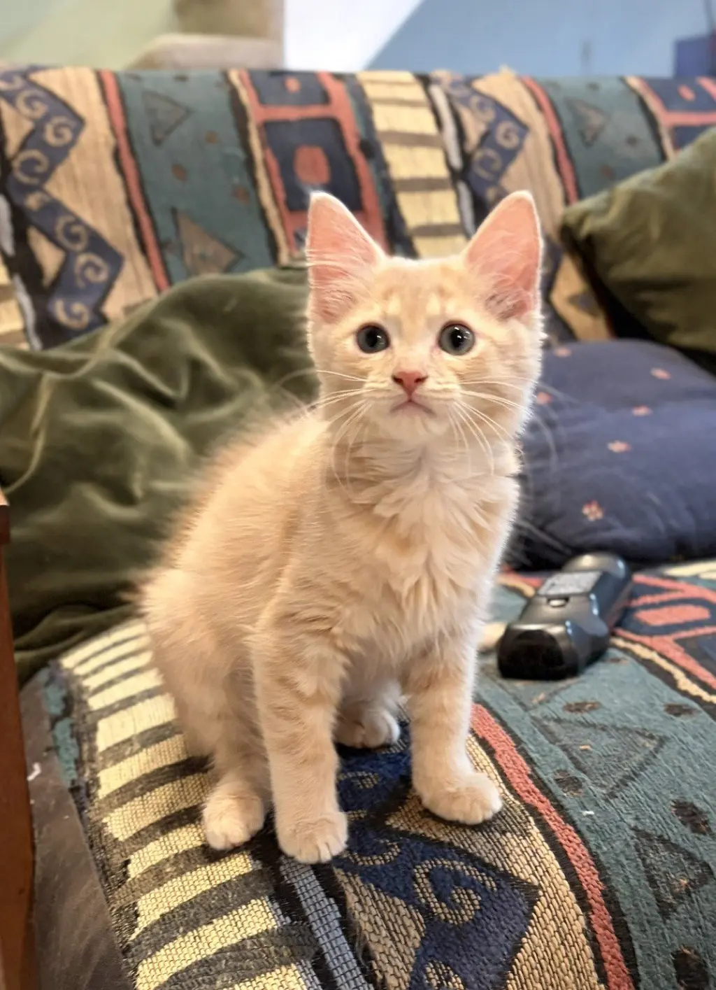 Florence (Buff Puff), WG, (FCID 10/14/2026-119)
