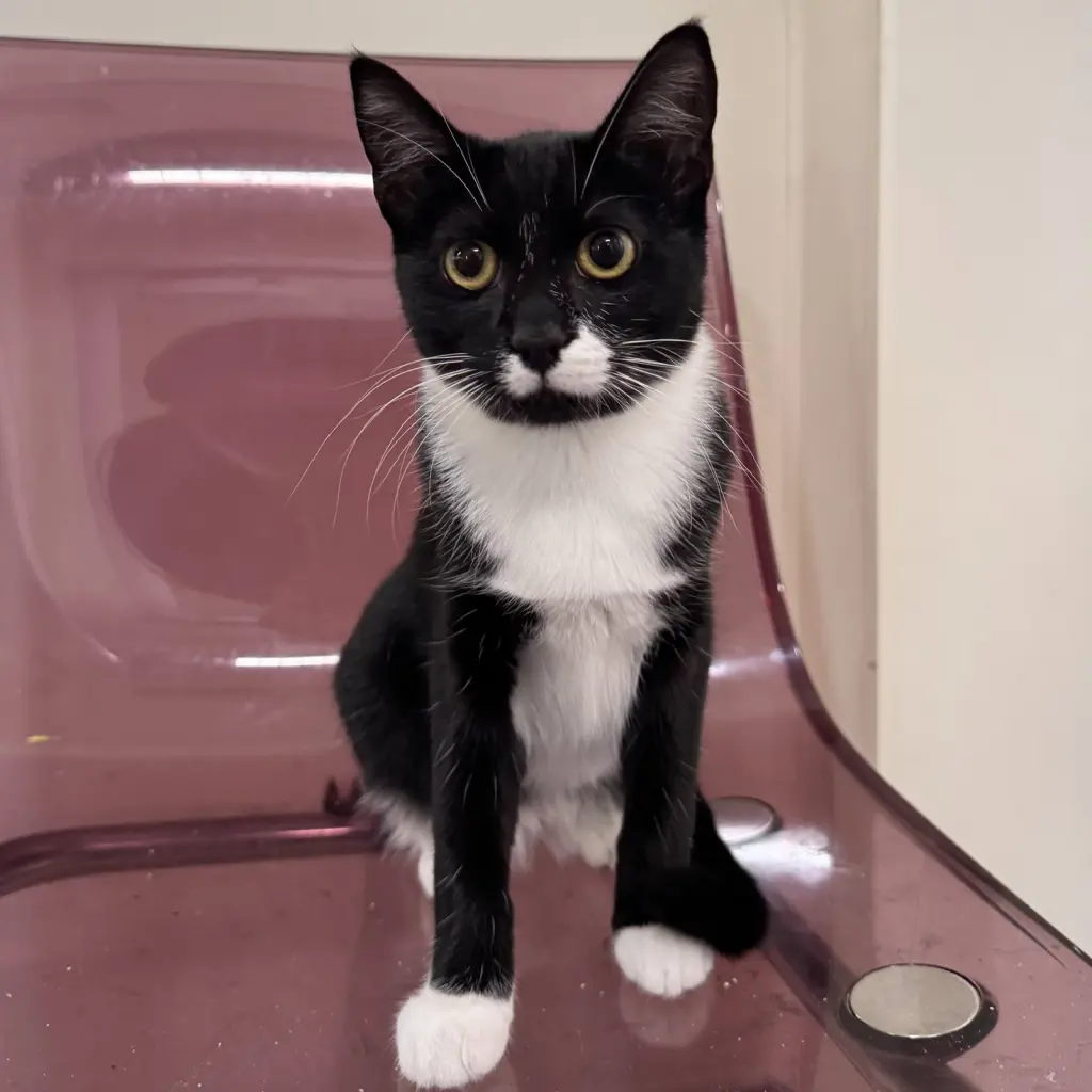 Binkie