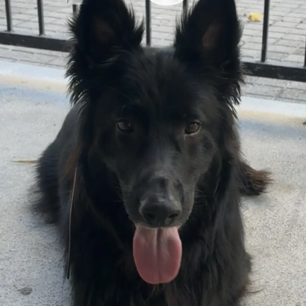Onyx