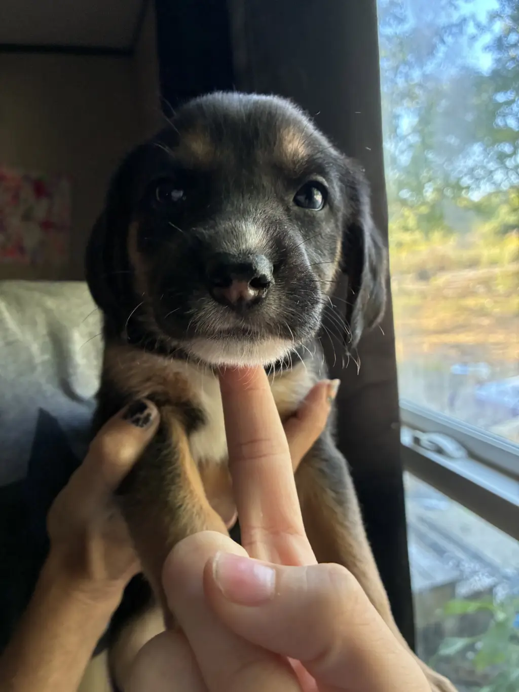 Meeny - Brinleys Litter