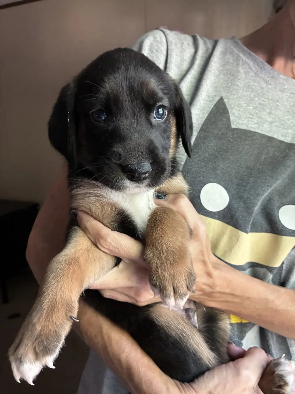 Eeney - Brinleys litter
