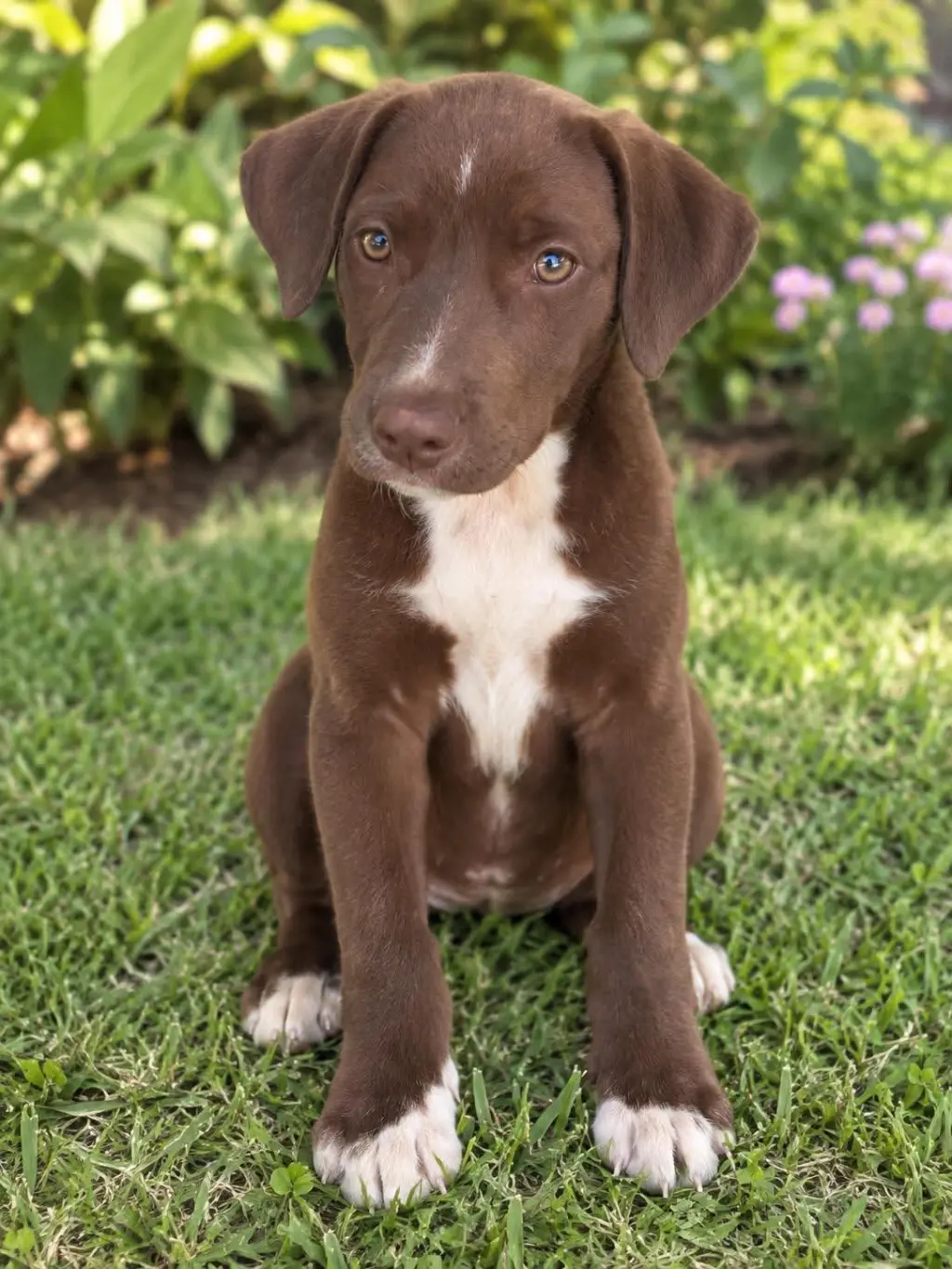 Hershey