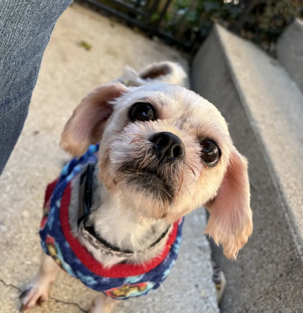 Pugsley