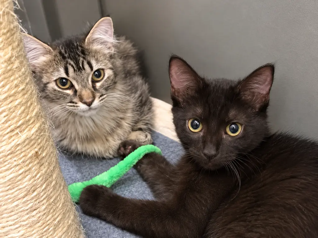 Mocha & Latte (bonded pair)