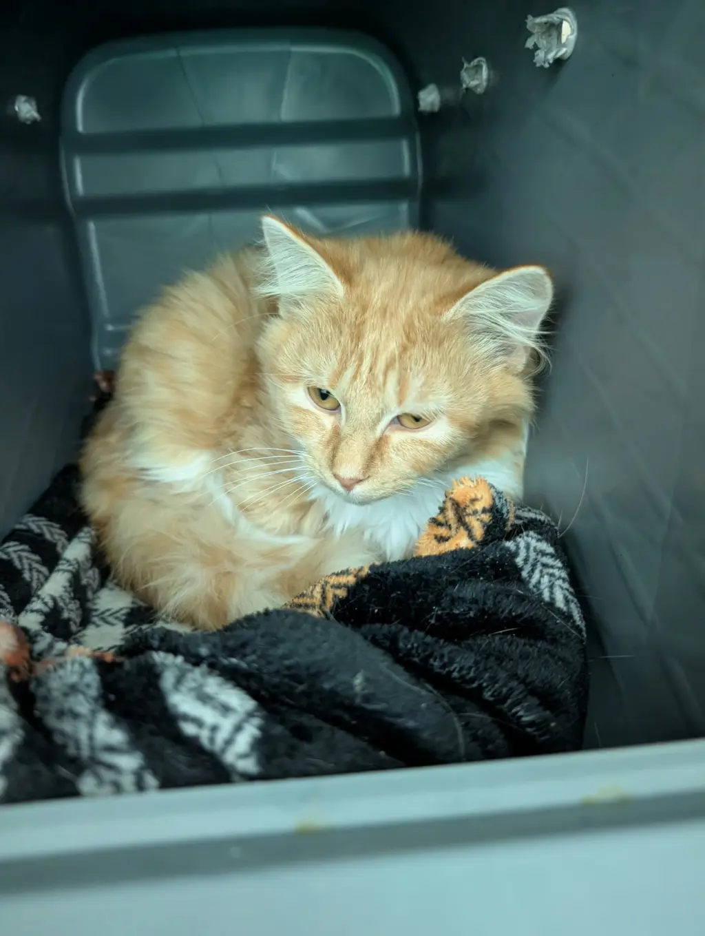 Beatrice: At shelter
