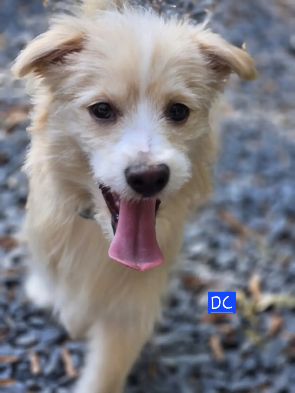 DC
