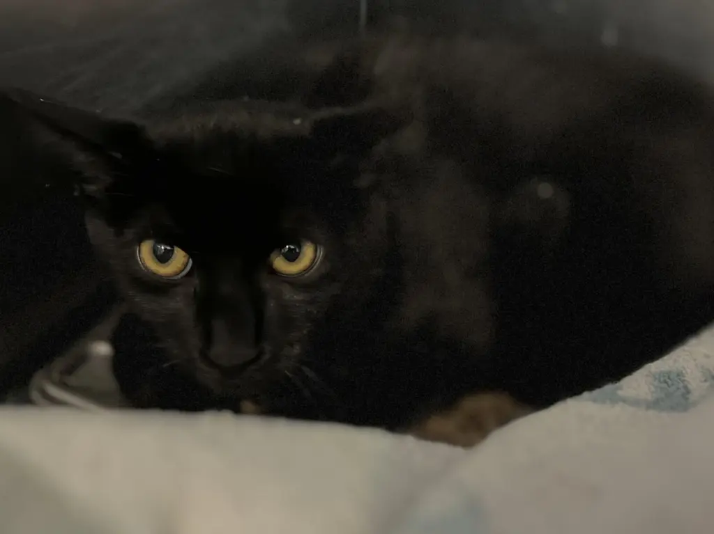 Pepper