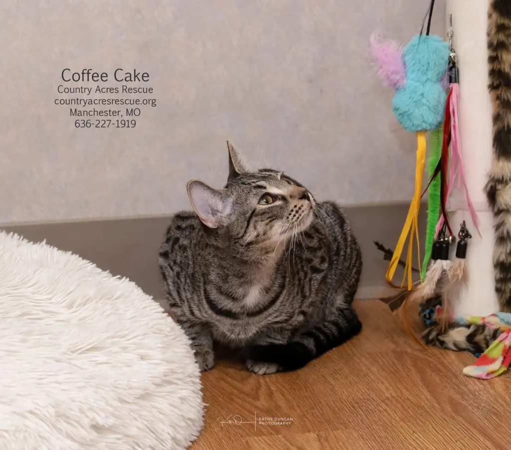 Coffee Cake