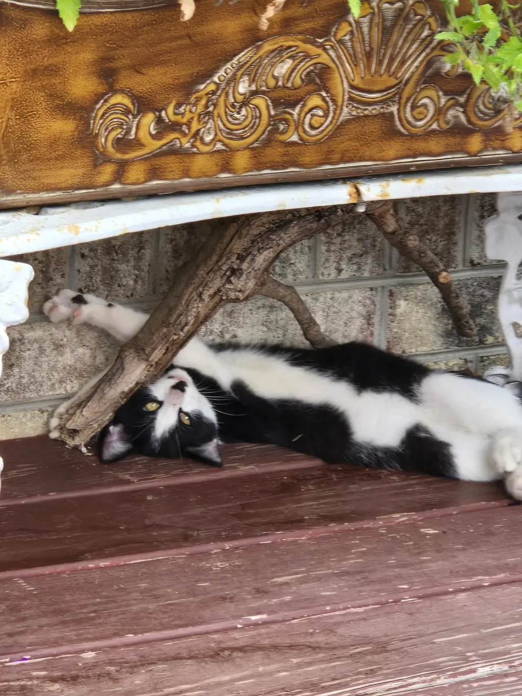 Patrick bonded with Patches (foster cat)