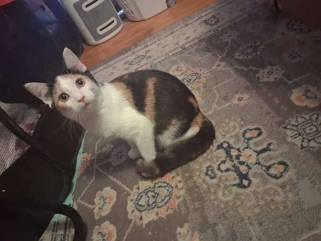 Patches(2) bonded with Patrick (foster cat)