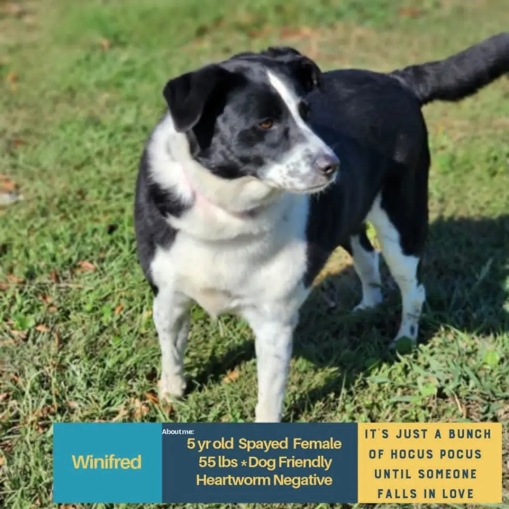 WINIFRED