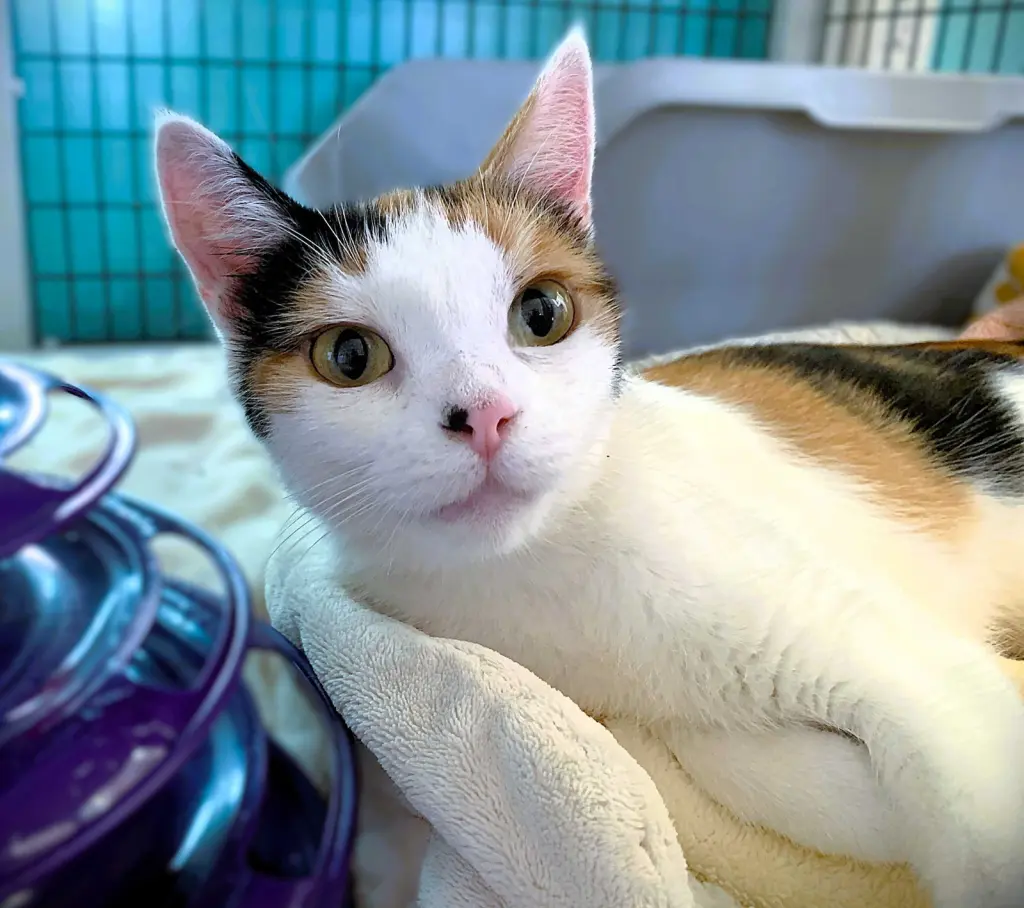 Mitzi