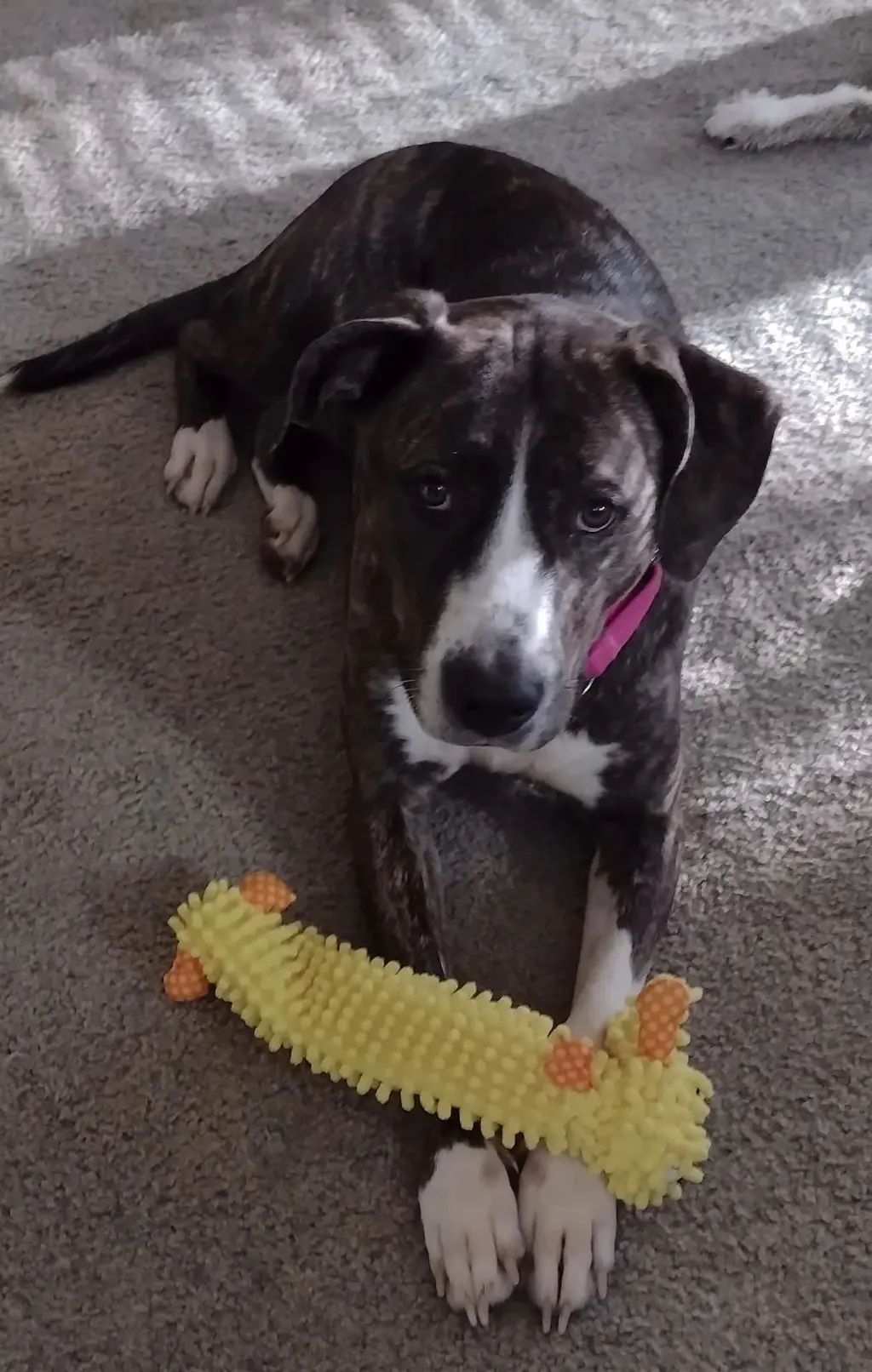 Arabella - Not at the Shelter (MaryBeth)