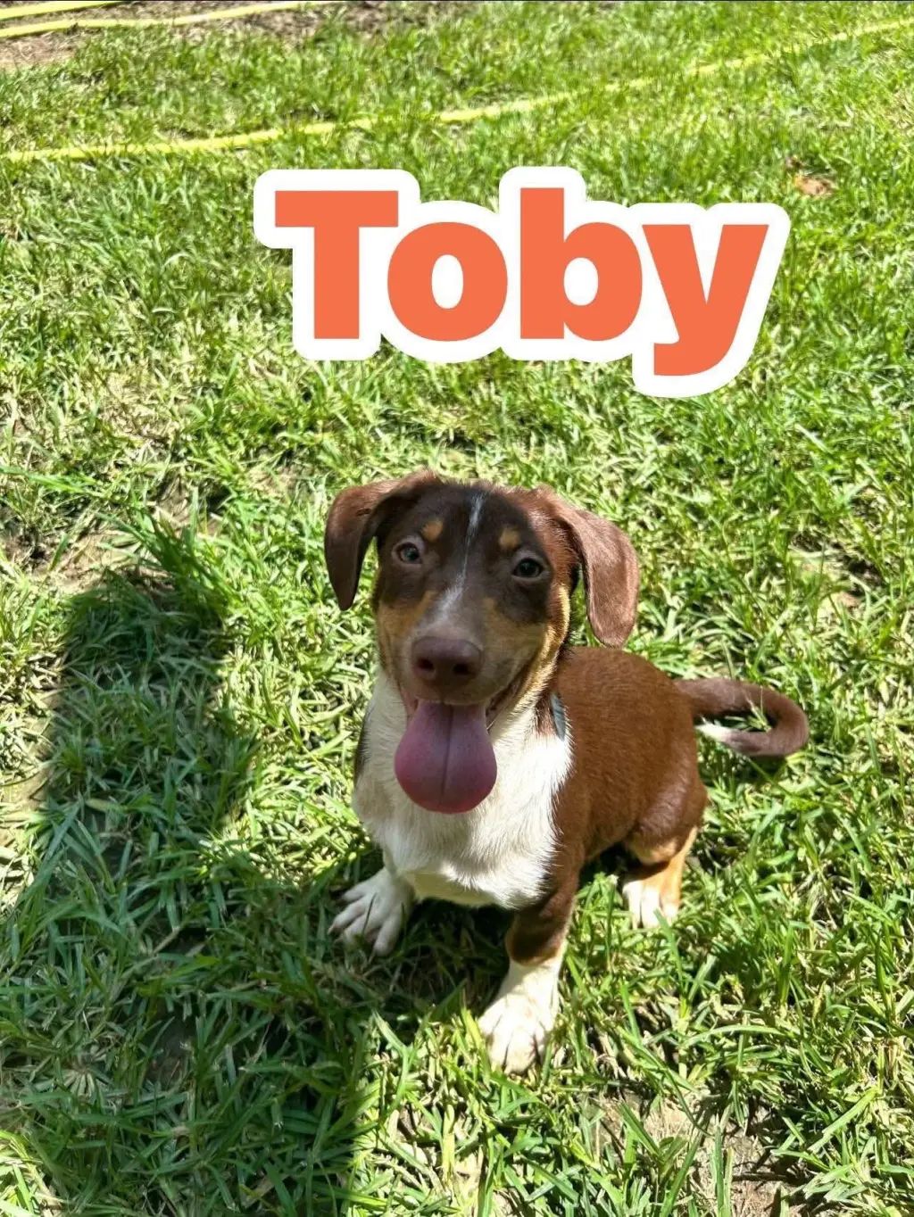 Toby ~ meet me!