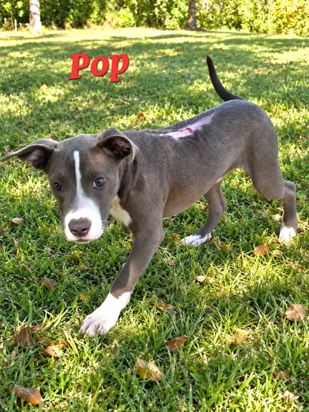 Pop