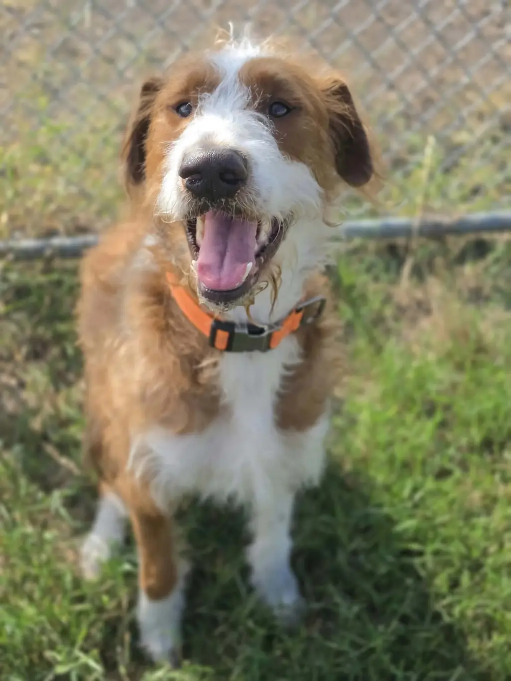 Maverick~adopted!