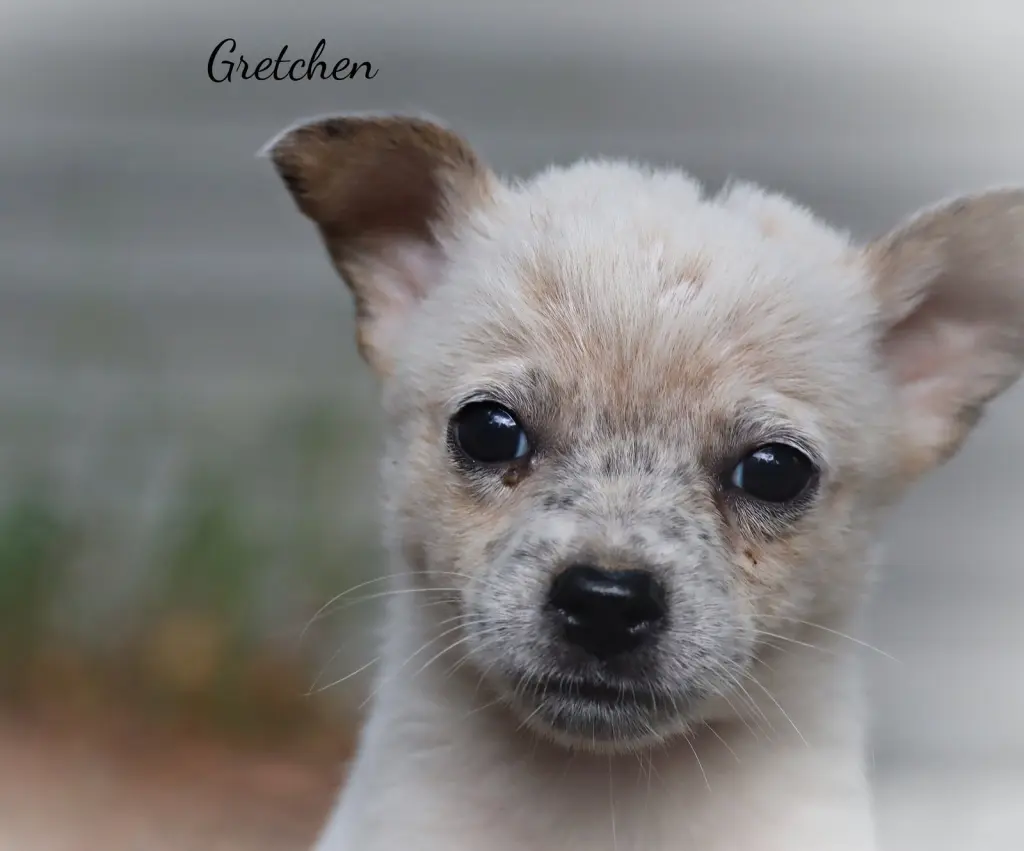 Gretchen