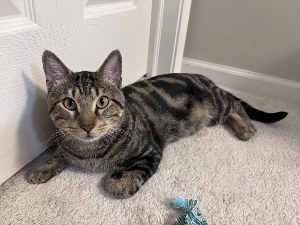 Benji