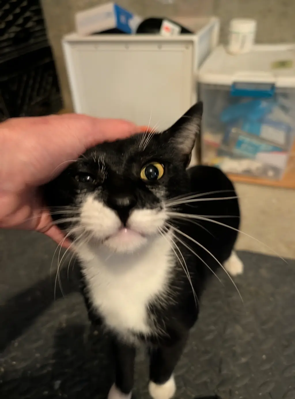 Matisse, Willow Grove Area, (FCID 09/01/2026-120)
