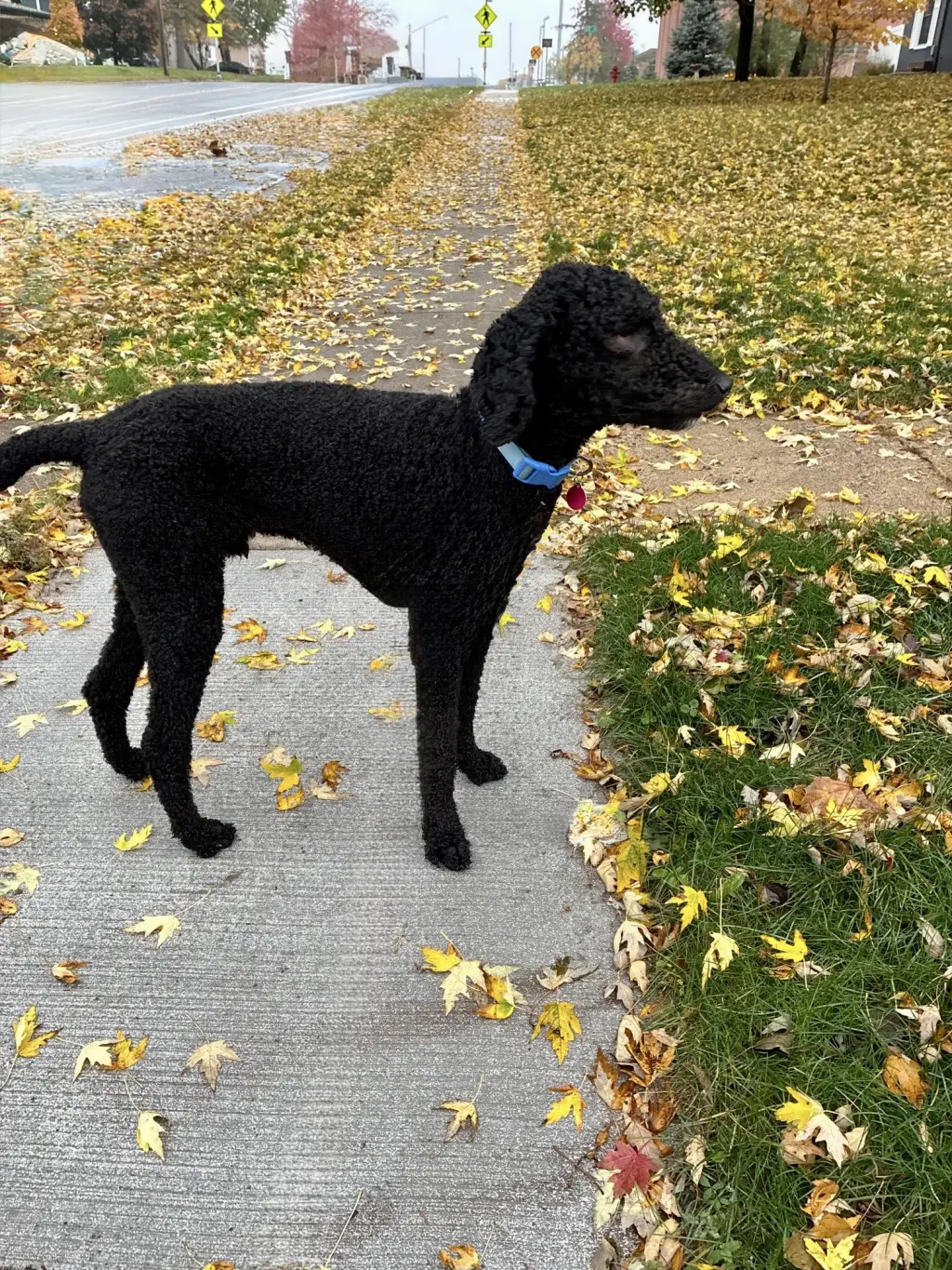 Milo