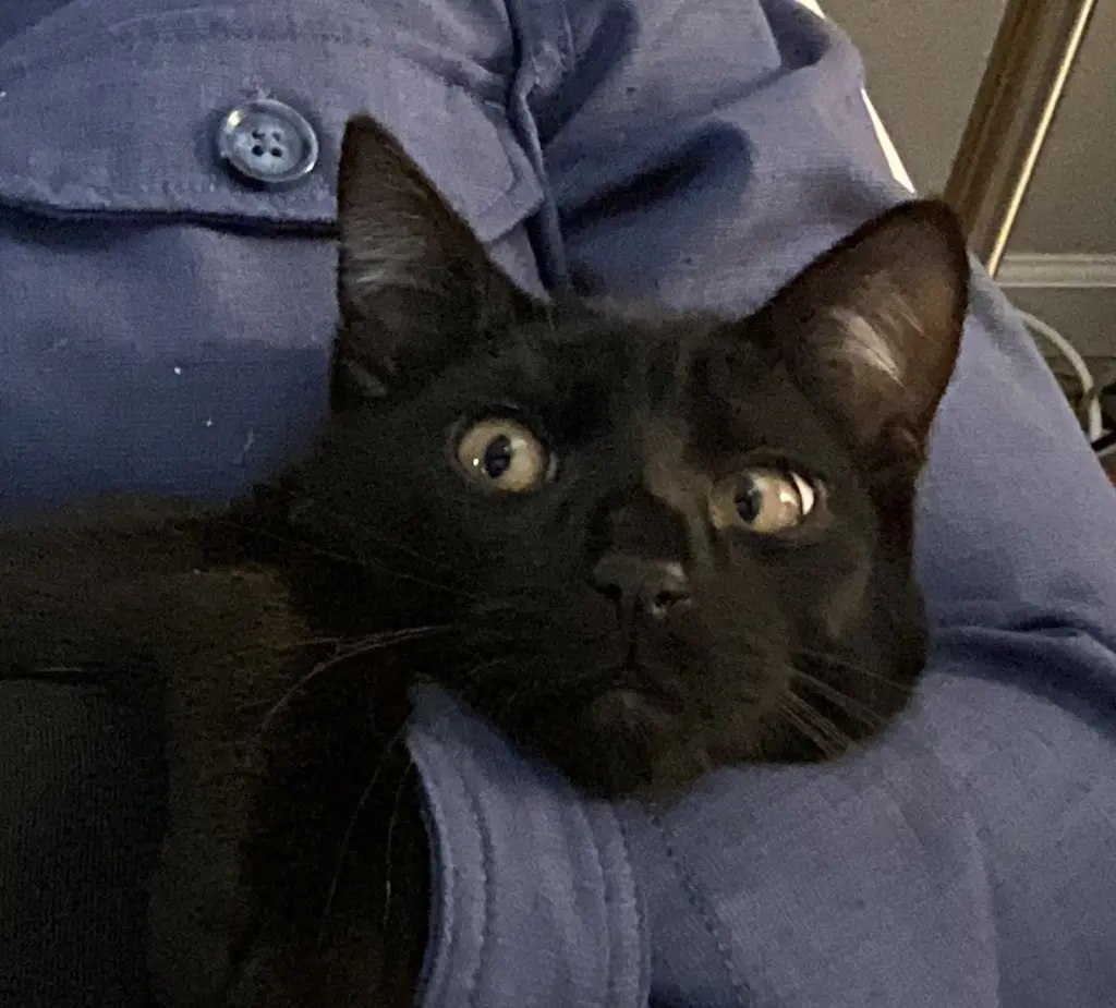 Emmett (bonded w/ Emeril)