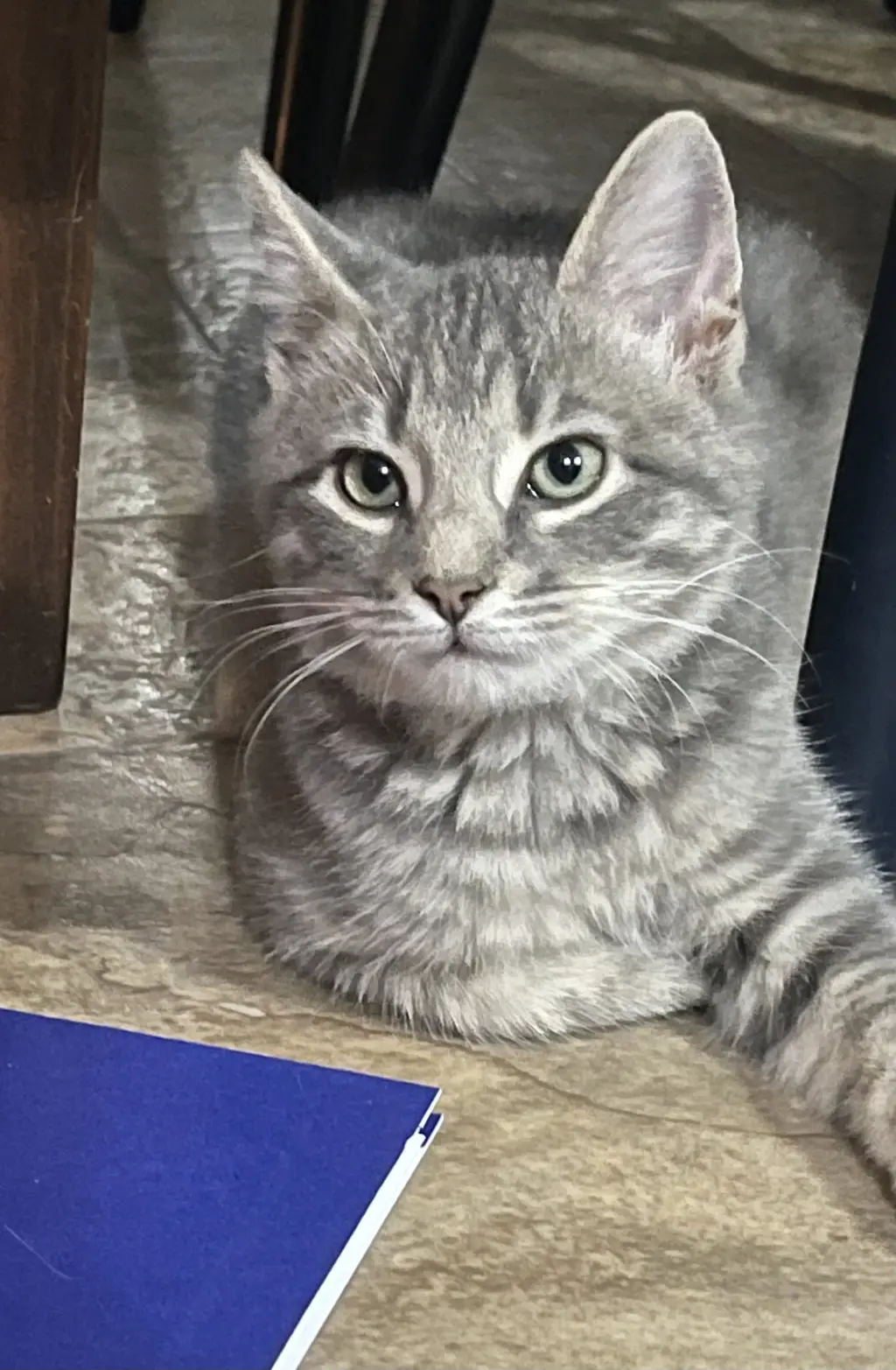 Abby