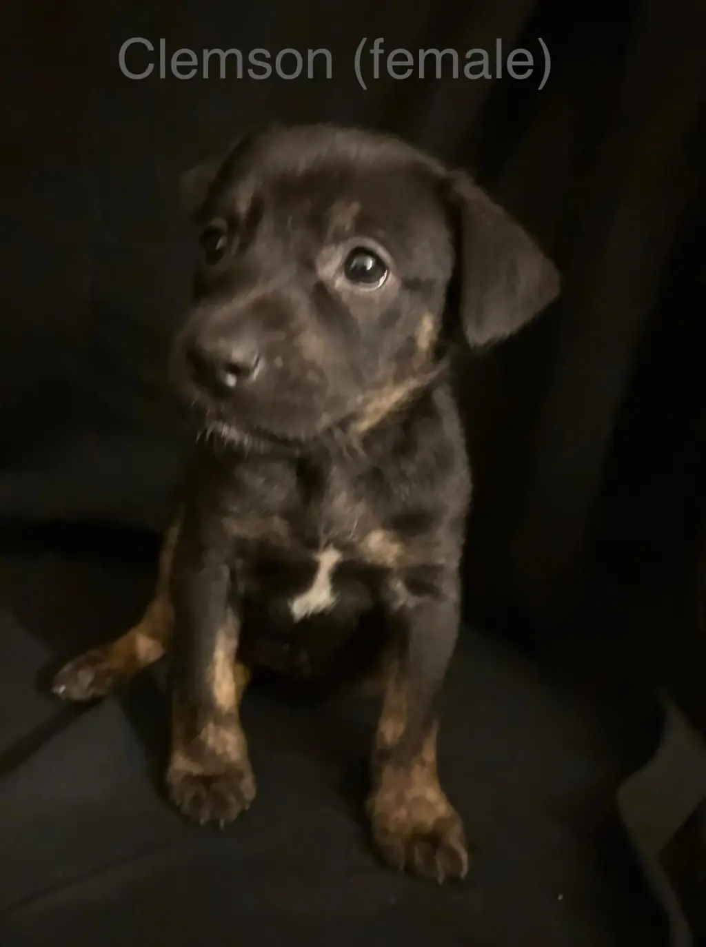 Clemson - The Campus Crew Litter