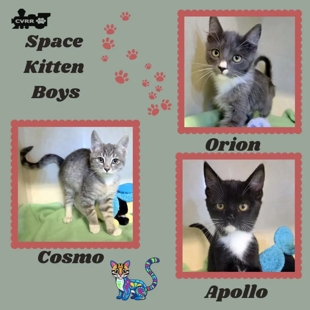 Space Boys (Kitten)