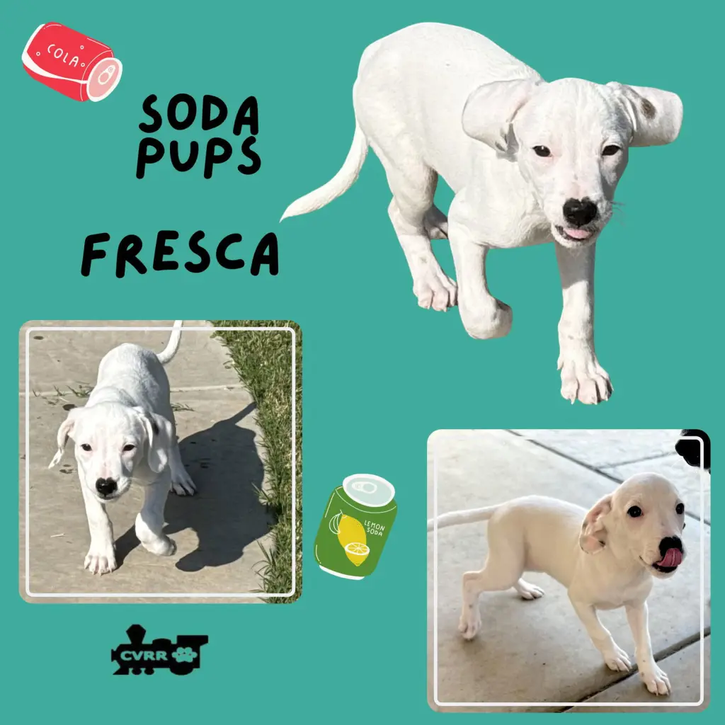 Fresca (Puppy)