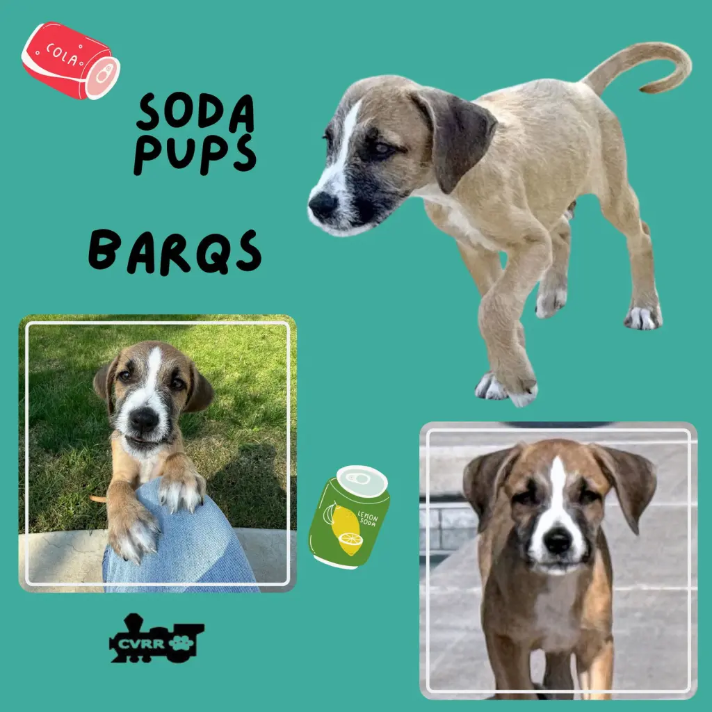 Barqs (Puppy)