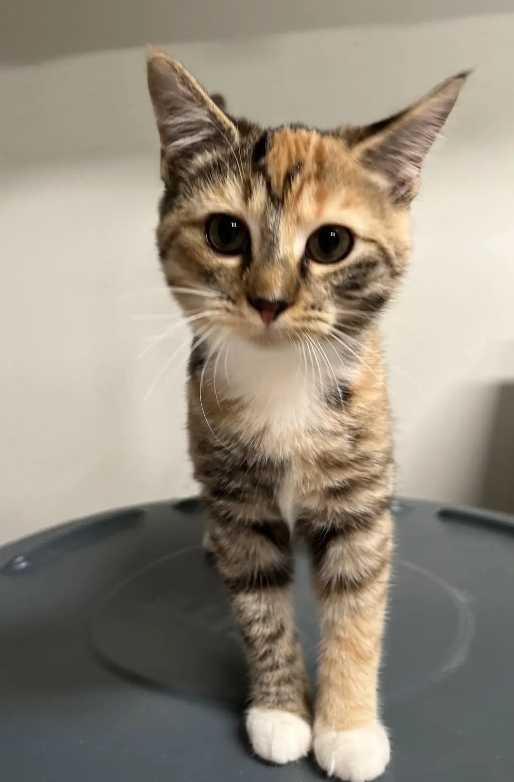 Katie Kat